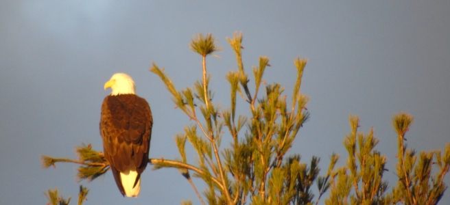 Adult bald eagle
